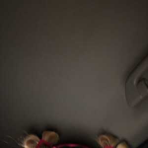 aadfgefiejegecfe