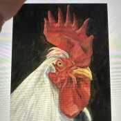 Rooster