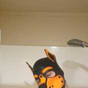 Puplucky