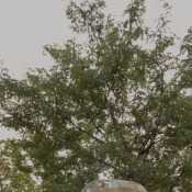 Texasne518