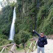 elvispin