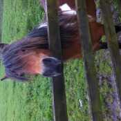 bertie5018