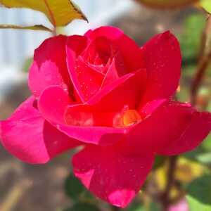 CuriousBeauty17efe7