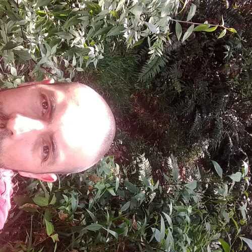 CuriosoPereira