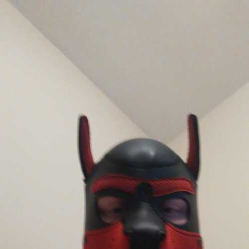 Shadowthepup19