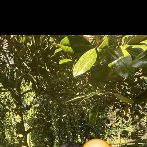 Jajaja