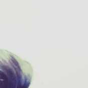 Shaey