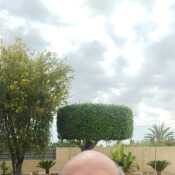 pacoflores