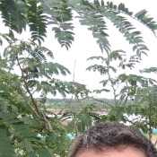 Marcepenehot