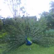 countryguy62