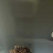 Mathew 