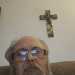 Shanel's profile picture
