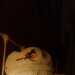 Tazz's profile picture