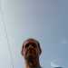 Bullfrog 's profile picture