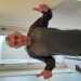 Paston1946's profile picture