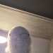 escargo1's profile picture