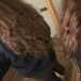 Hollie's profile picture