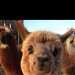 Theliama's profile picture